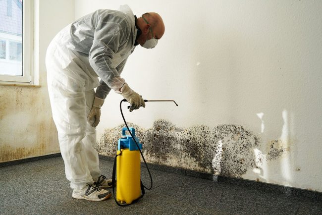 Mould Remediation Companies